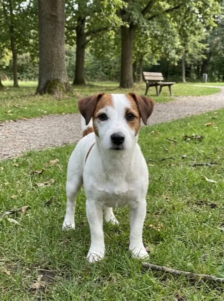 Das Foto von Pip